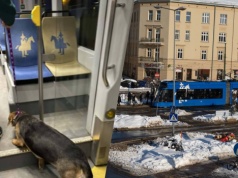 Do tramwaju w Krakowie wsiadł pies. Na pomoc ruszyła osoba kierująca pojazdem