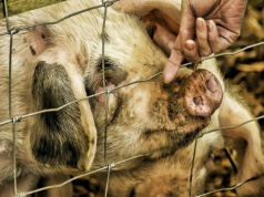 Tuczniki odbijają. Ceny w górę, ale do poziomów sprzed roku wciąż daleko