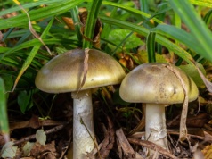 Bezprecedensowa sytuacja w USA. Tragiczna statystyka w jednym ze stanów