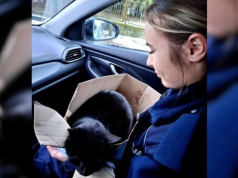 Potrącony przez samochód kot, uratowany przez sulejowskich policjantów