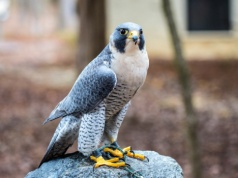 Przekazali smutną wiadomość. Nie żyje samica sokoła z Pałacu Kultury