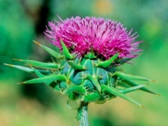 Pięknie wygląda i wspiera wątrobę. Sąsiadka pozazdrości ci tego "kłujaka"