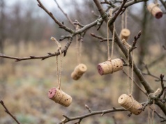 Zawieś na gałęzi zamiast wyrzucać. Mszyce go nie lubią