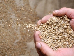 Kwalifikowany materiał siewny to wyższy plon i mniej oprysków. Dlaczego warto w niego inwestować?