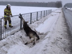 Skok przez barierki się nie udał. Łoś utknął, na pomoc ruszyli strażacy