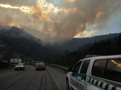 Pożar zniszczył jedne z najstarszych drzew świata. „Rosły przez tysiące lat”