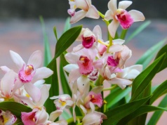 Ten storczyk łamie wszystkie zasady. Jest piękny, wybacza błędy i kwitnie miesiącami