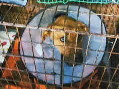 Ta wiadomość spadła na nich jak grom. "Nakaz rozebrania boksów". 149 psów pilnie szuka nowych domów