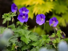 Ślimaki omijają je szerokim łukiem. Zaplanuj nasadzenia teraz, a latem uratujesz grządki