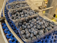 Borówka będzie droga w lutym! Chile kończy zbiory, a burze oraz ulewy w Hiszpanii i Maroko torpedują zbiory i jakość