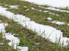 Azot na oziminy wiosną. Te dawki mogą zdecydować o plonie