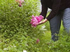 Zrób to z piwoniami właśnie teraz. Odwdzięczą się masą kwiatów