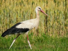Czy to już wiosna? Ptaki jako pierwsze dają nam znać o zmianie pogody