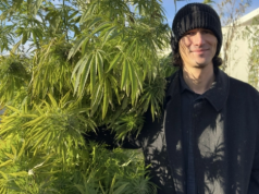 Kombinat Konopny z dodatnią EBITDA w IV kwartale 2025 r. i planem debiutu na NewConnect