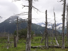 To było drugie największe trzęsienie ziemi w historii. "Las widmo" przypomina o katastrofie