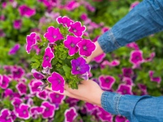 Nie przegap najlepszego terminu sadzenia petunii. To już niedługo