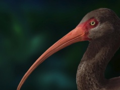 Odkryli prawdę o wymarłym ptaku. Trochę jednak za późno