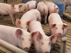 Tönnies wprowadza ubezpieczenie dla hodowców zwierząt gospodarskich