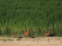Holendrzy sprzedają gospodarstwo w Rumunii. 800 hektarów dobrej ziemi do wzięcia