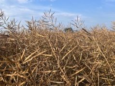 Wzrost cen oleistych na światowych giełdach