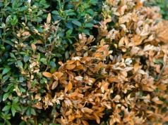 Nie czekaj do wiosny. Weź z łazienki i spryskaj bukszpan. Larwy będą padać jedna po drugiej