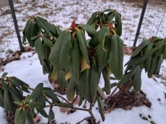 Podsyp rododendrony jeszcze w lutym. Ten prosty trik sprawi, że w maju utoną w kwiatach
