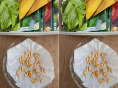 Kupujesz nasiona? Te błędy przy materiale siewnym mogą kosztować plon