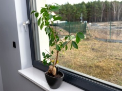 Liście fikusa lecą na podłogę? Sprawdź, czy nie robisz jednego z tych 6 błędów