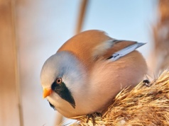 Wygląda jak z bajki. Polski ptak przypomina puszystą kuleczkę