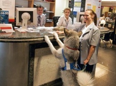 Stołeczne urzędy. Pies jest gościem mile widzianym