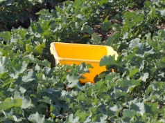 Wiosenne szkodniki w rzepaku: progi szkodliwości, zwalczanie