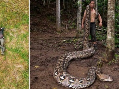 Znaleźli gigantycznego węża. To oficjalne nowy rekord Guinnessa