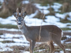 Dziwna narośl na głowie sarny. Polscy przyrodnicy pokazali zdjęcie
