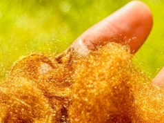 Złoto morza powraca. Naukowcy odtworzyli legendarny jedwab cesarzy