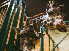 Polski ogród zoologiczny zamknięty. Jest komunikat