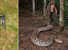 Niesamowite odkrycie w Indonezji. Znaleziono tam najdłuższego dzikiego węża świata