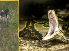 Najdłuższy dziki wąż świata mierzy więcej niż 6 wózków sklepowych w rzędzie