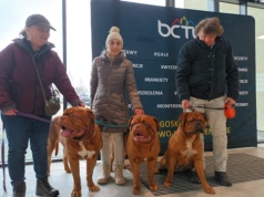 2,5 tysiąca psów w Myślęcinku. W Bydgoskim Centrum Targowo-Wystawienniczym trwa Międzynarodowa Wystawa