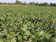 Kto w UE produkuje najwięcej soi? Na którym miejscu jest Polska?