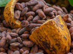 Kakao w kryzysie. Cenowa huśtawka uderzyła w producentów