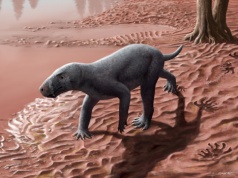 Ślady sprzed 270 milionów lat pokazują, jak zaczęły chodzić ssaki