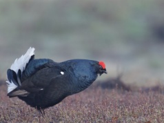 Jedne z najcenniejszych ptaków Polski wracają. Ogłaszają sukces