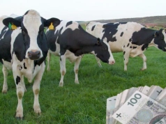 Ceny mleka spadają, nadwyżki rosną. Eksperci ostrzegają: 2026 będzie trudny