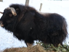 Gdańsk: do zoo trafił pierwszy w Polsce piżmowół arktyczny
