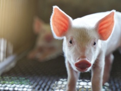 Rynek wieprzowiny w fazie wyczekiwania. Czarniak: Trwa wojna nerwów