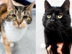 Smoła i Iwi szukają nowego domu – schronisko zaprasza na Dzień Kota