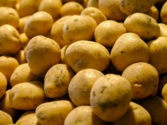 Ziemniaki z Holandii tanieją na Broniszach. Ceny odmian różnią się nawet o 100%