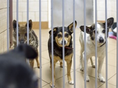 Łańcut wziął się za Azorkowo. Jak wygląda sytuacja w kontrowersyjnym schronisku?