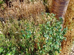 Rozsyp to wokół bukszpanu jeszcze dziś. Larwy ćmy znikną, zanim ogołocą krzew do zera