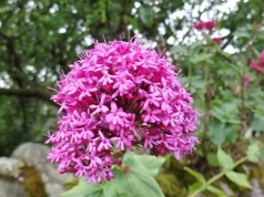 Rośliny, które kwitną najdłużej. Te gatunki zdobią rabaty nawet 150 dni